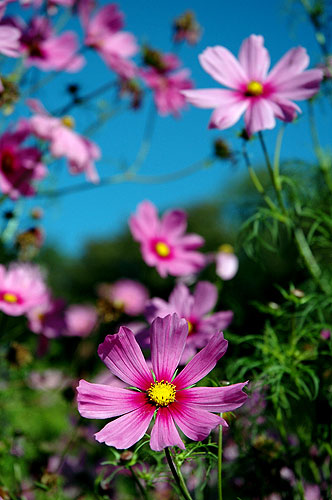 Cosmos, Lincolnshire, Thursday 9th September 2004