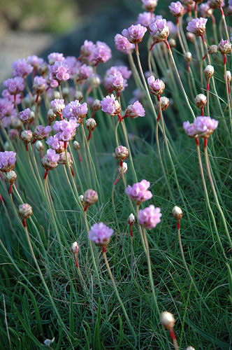 Sea Heather, The Herra, Gillan, Cornwall, Saturday 7th May 2005
