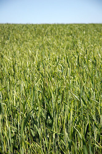 Crop Field in Manaccan, Cornwall, Tuesday 10th May 2005