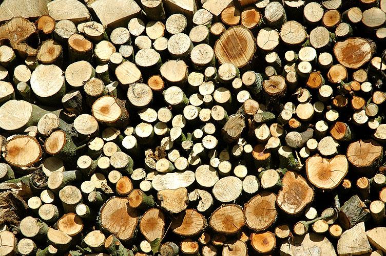 Woodpile, Lincolnshire, 2006
