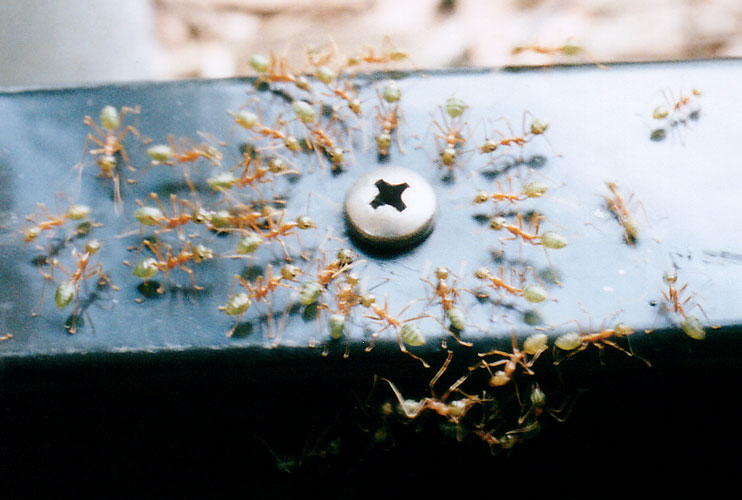 Green Ants, Cairns, Australia, October 2002