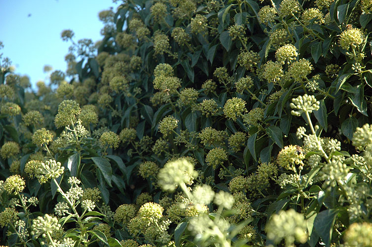 Ivy, Lincolnshire, 2005