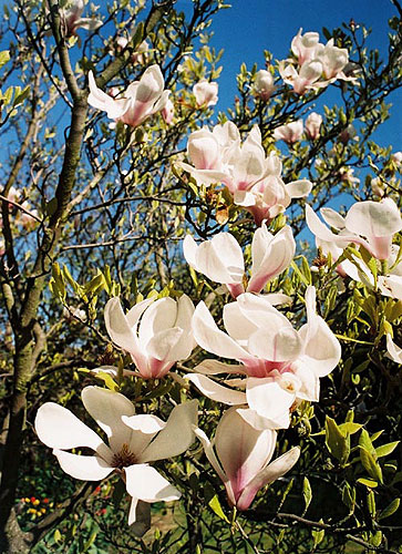 Magnolia, Boston, Lincolnshire, 2002